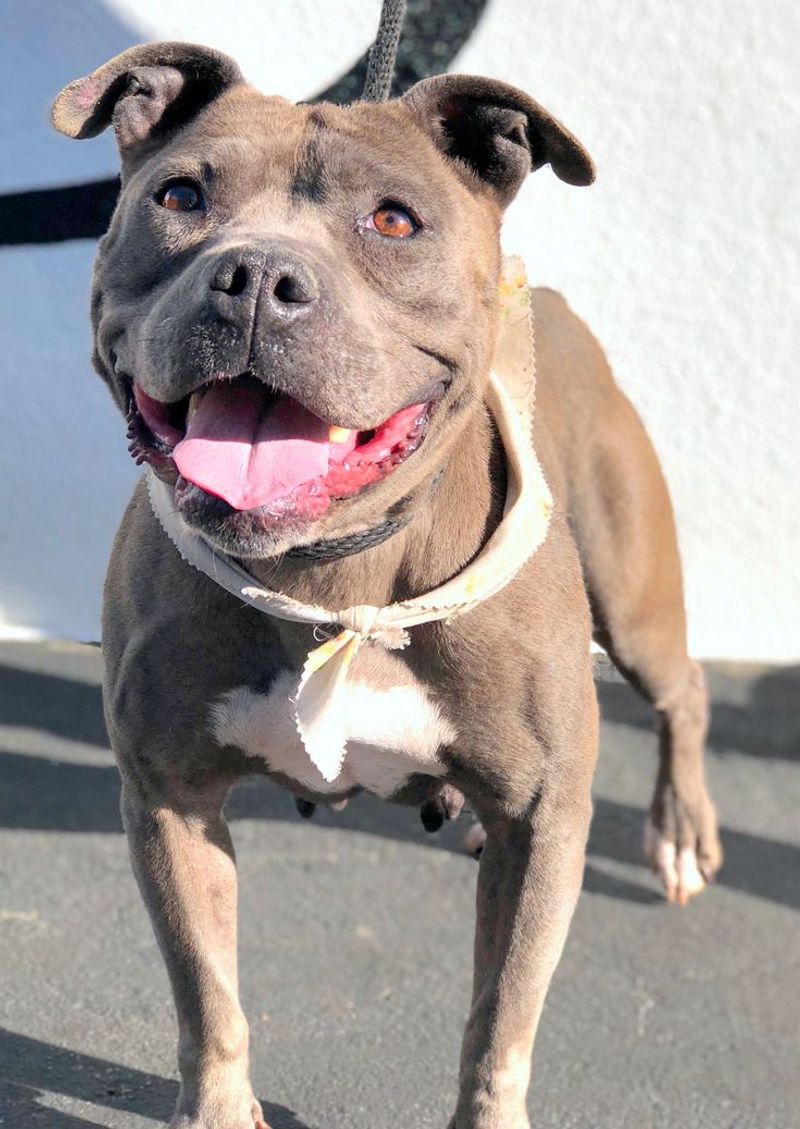 Pit Bull Terrier