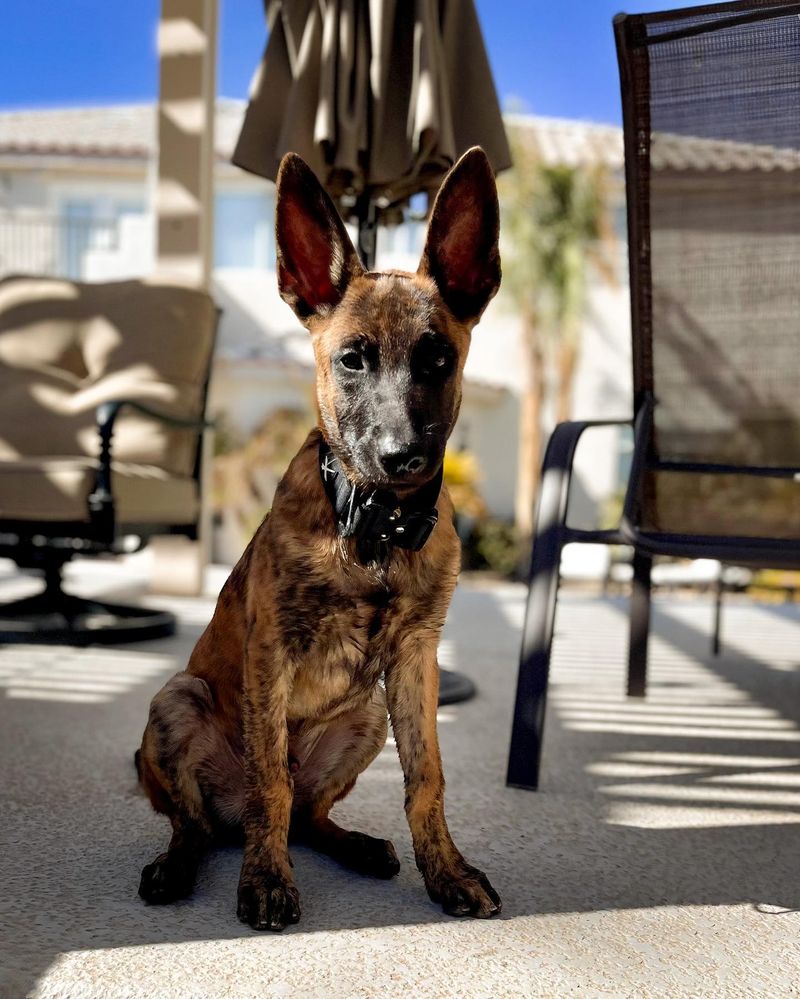 Dutch Shepherd