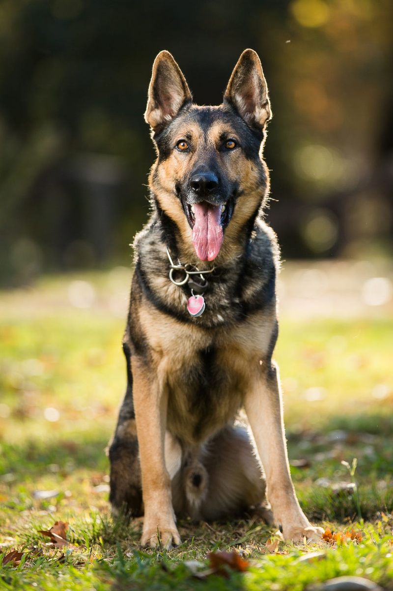 The Loyal Guardian