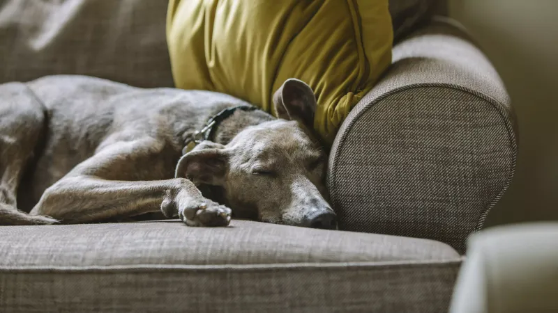 Do Dogs Really Dream?