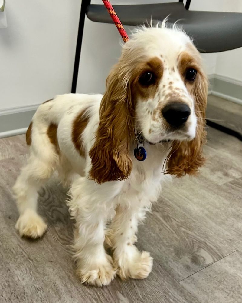Cocker Spaniel