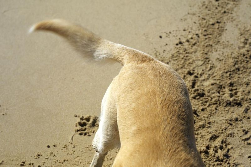 The Tail Wag