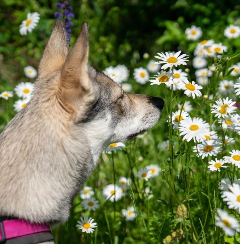 Sniffing Everything