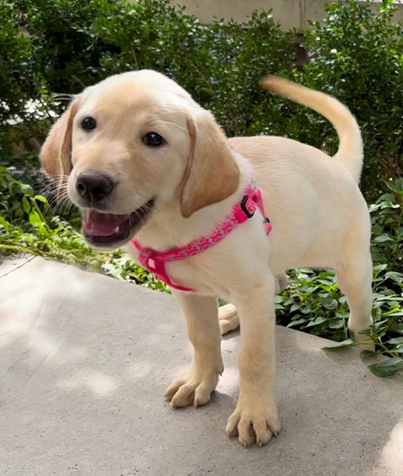 Labrador Retriever