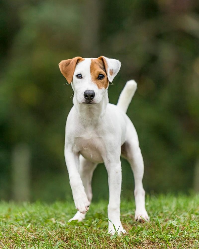 Jack Russell Terrier
