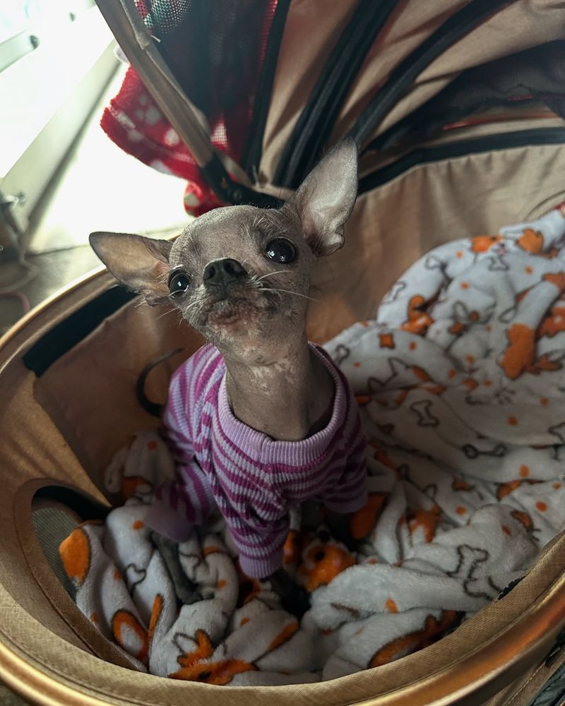 Chihuahua