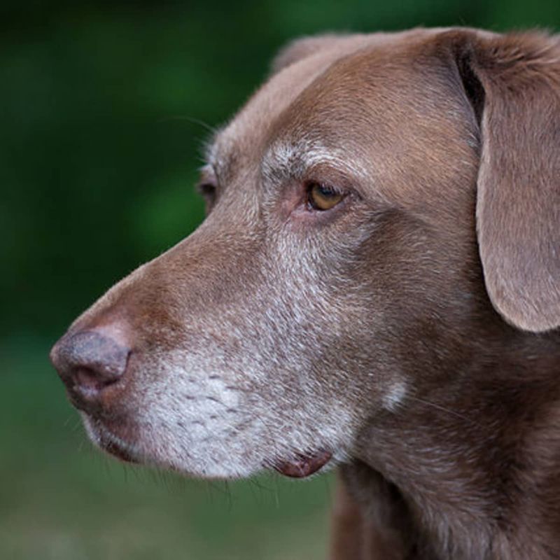 Graying Fur