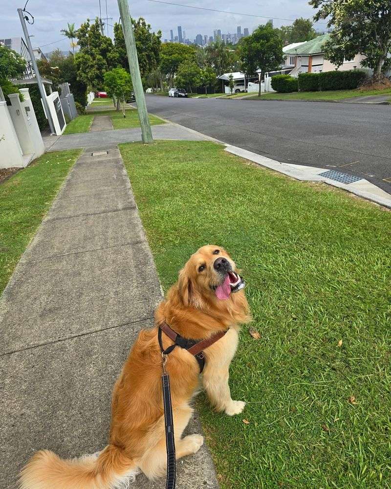 Morning Walks