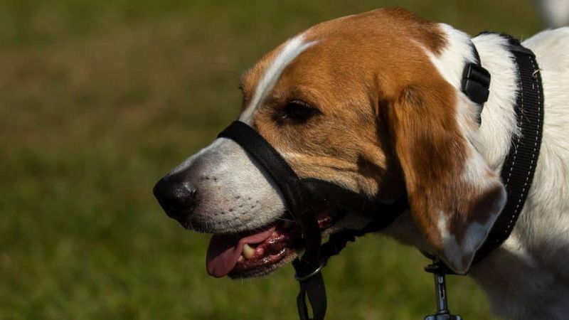 Head Halter