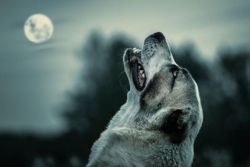 1. Bizarre Howl
