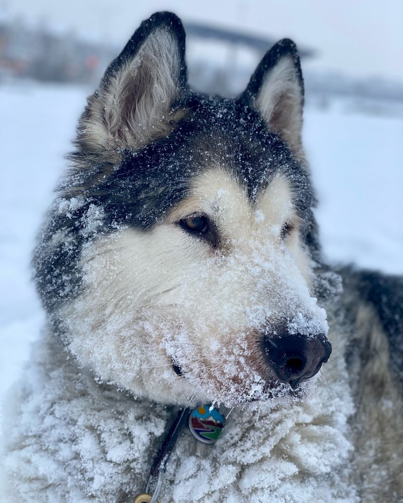 Alaskan Malamute