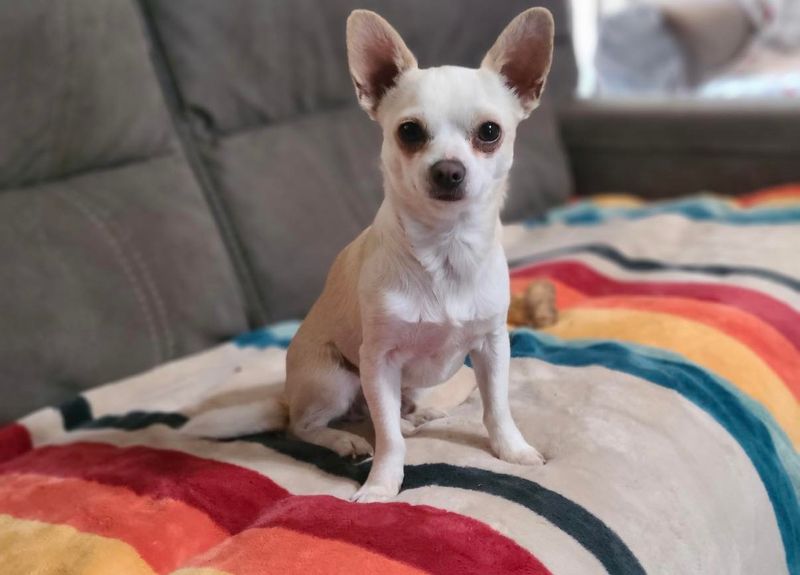 Chihuahua