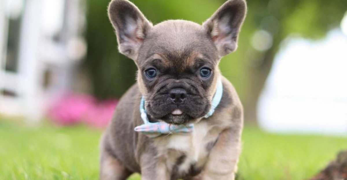 13 Tiny Dog Breeds That Are Born for Cuddles