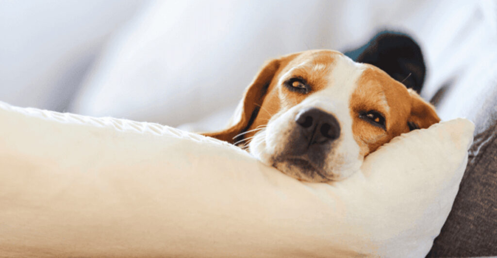 Picture of 13 Tips To Ease Your Dog's Separation Anxiety - Epic dogs tales