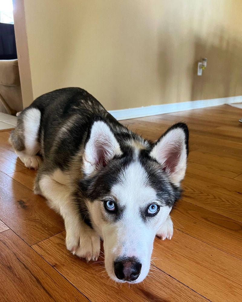 Siberian Husky