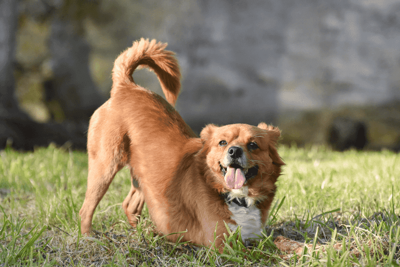 Wagging Tail