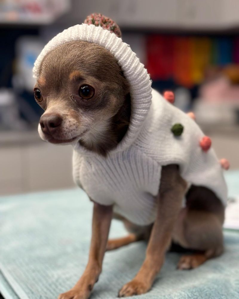 Chihuahua