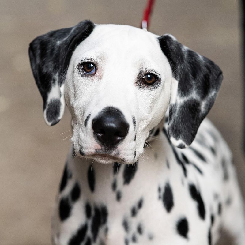 Dalmatian