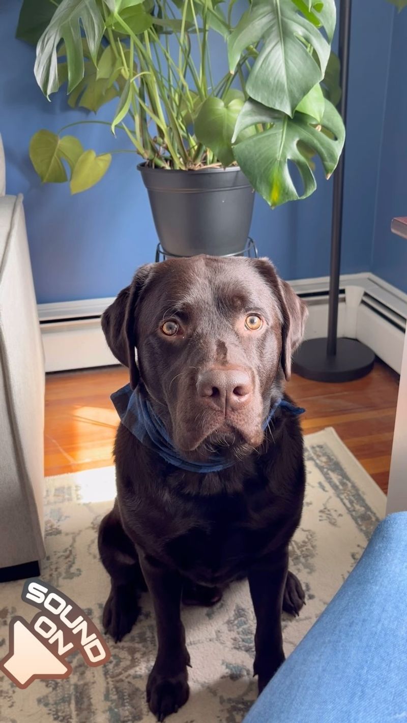 Labrador Retriever