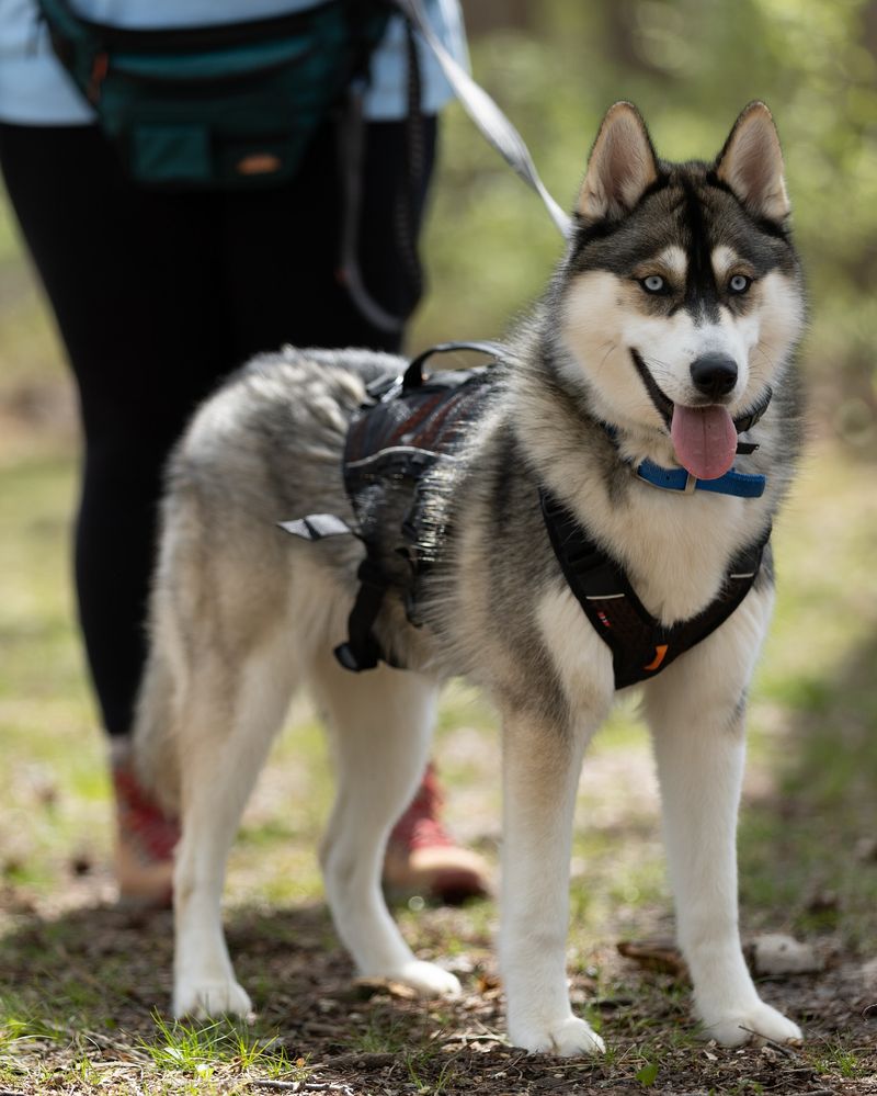 Siberian Husky