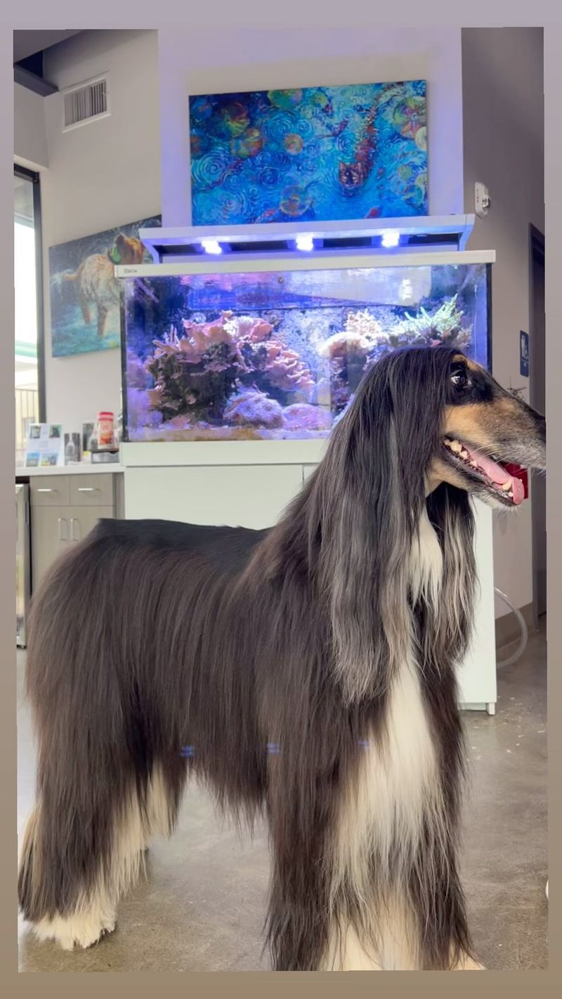 Afghan Hound