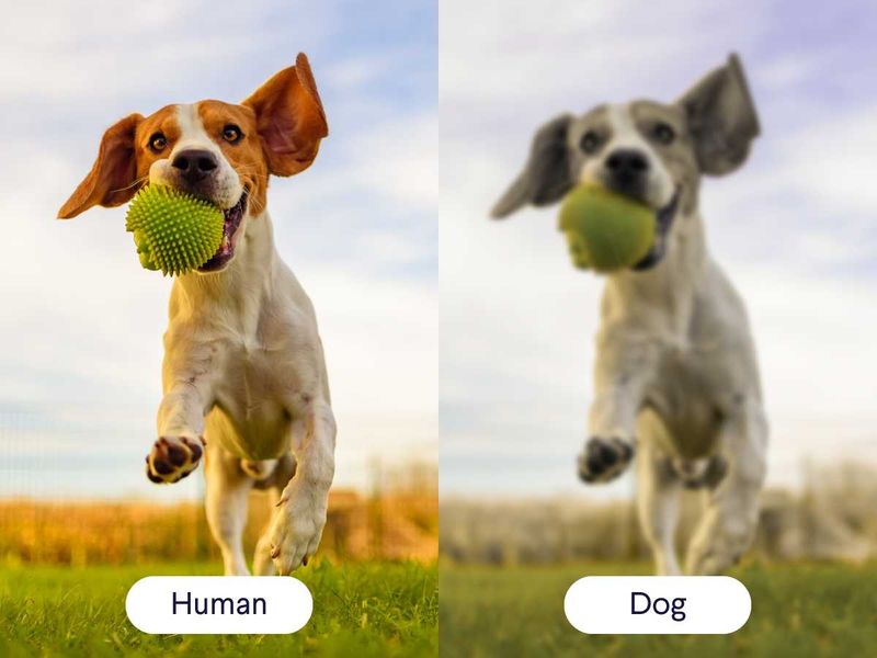 Myth 1: Dogs See in Black and White