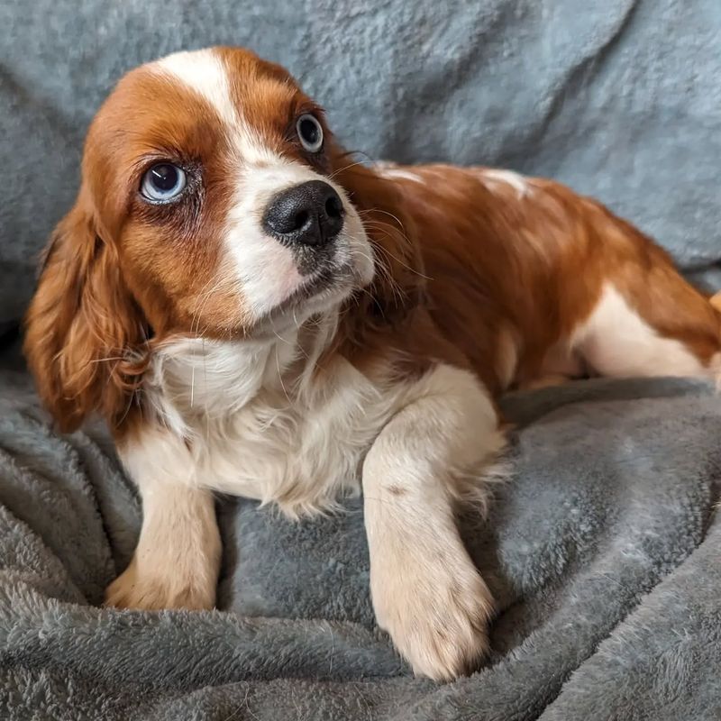 Cavalier King Charles Spaniel