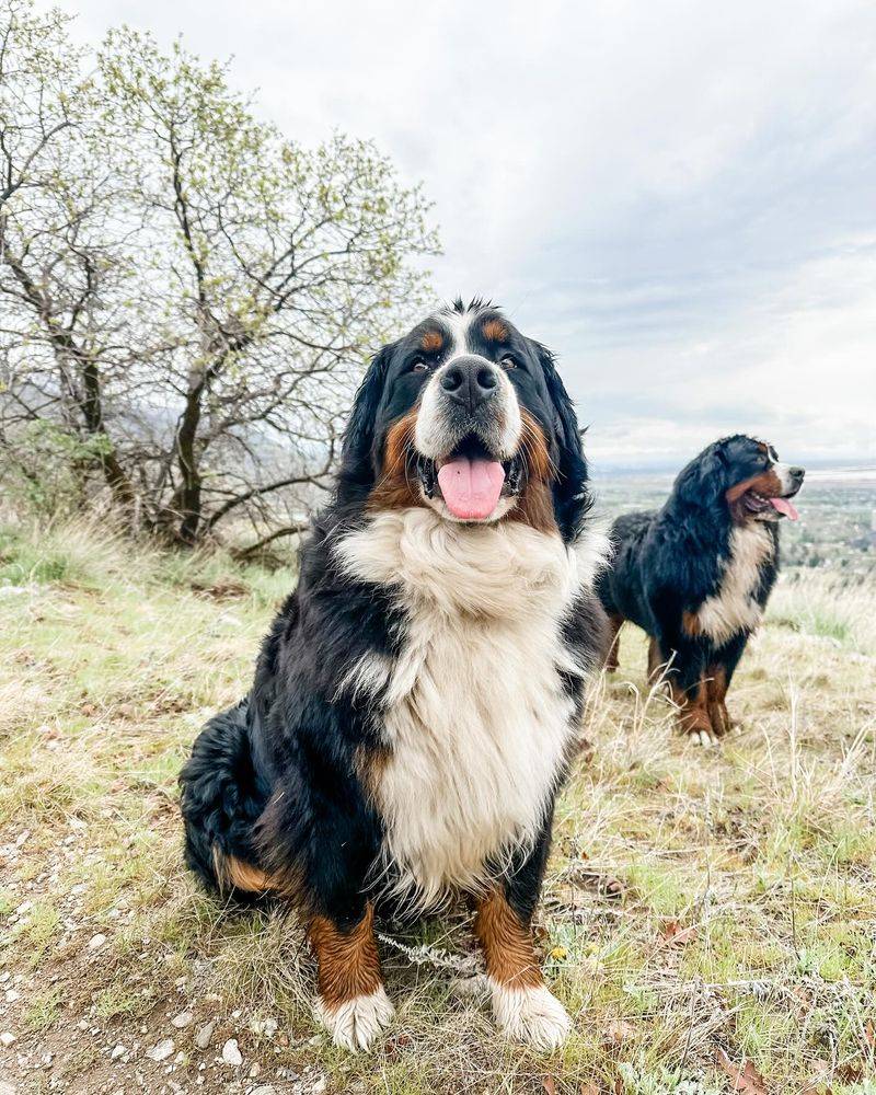 Bernese Mountain Dog