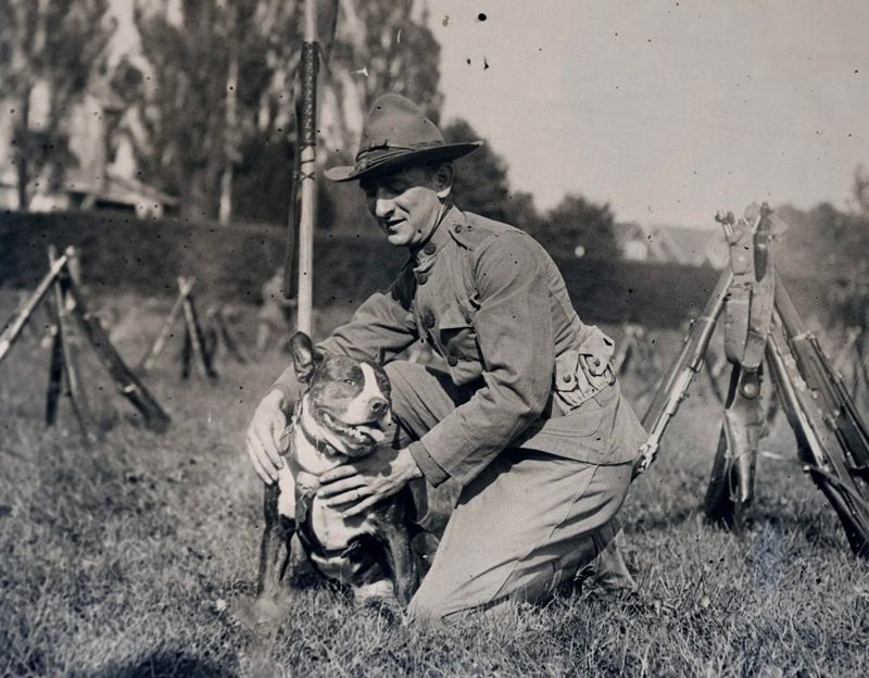 The History of Pit Bulls