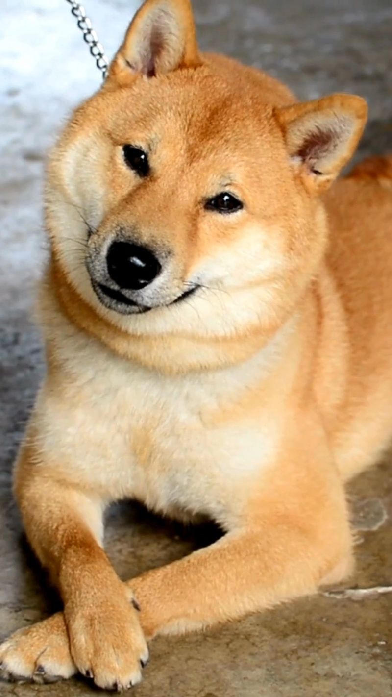 Shiba Inu