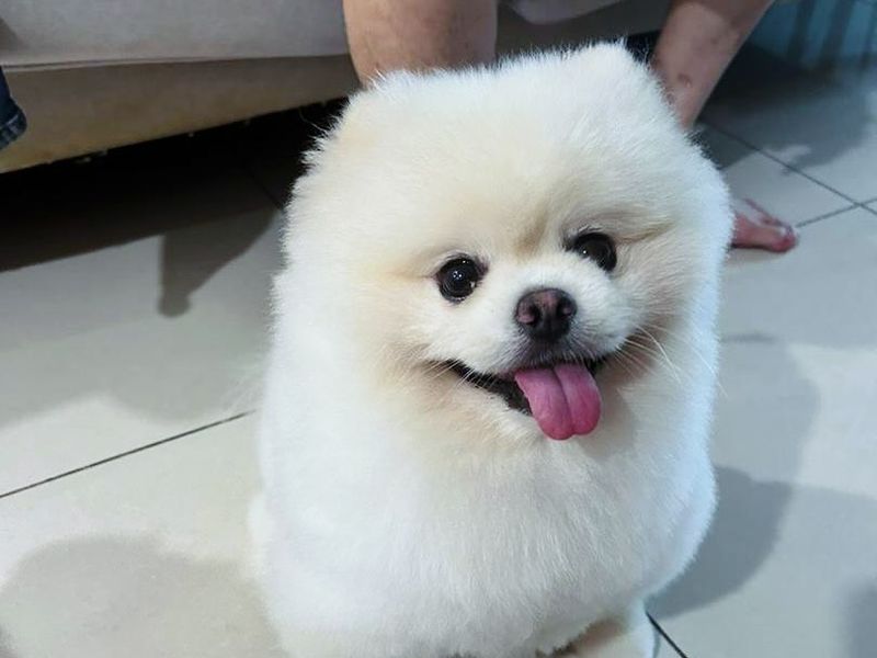 Pomeranian