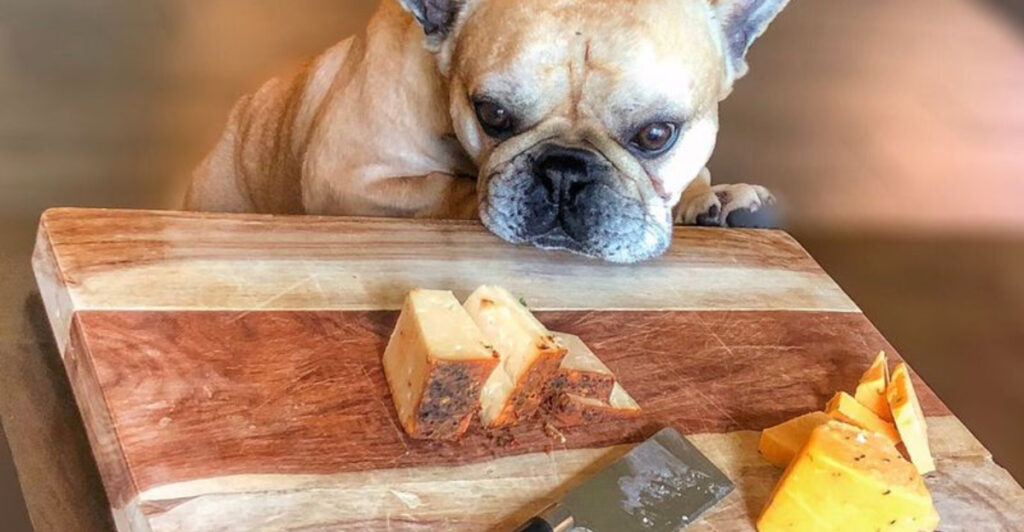 Image showcasing 14 Warning Signs Your Dog Might Be Allergic to Cheese - Epic dogs tales