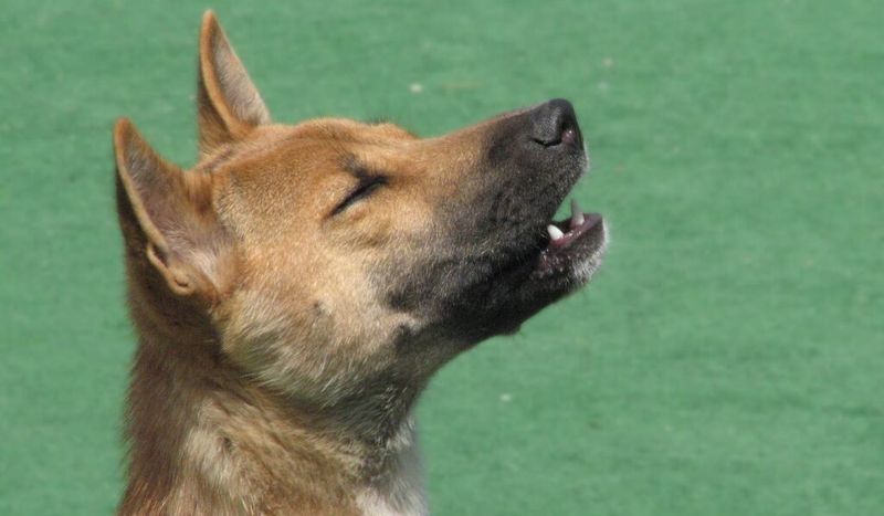 New Guinea Singing Dogs