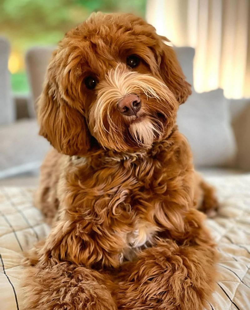 Labradoodle
