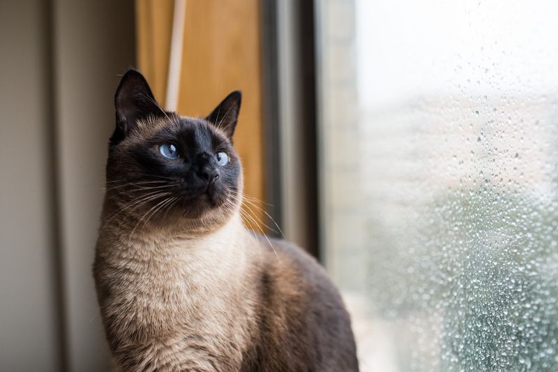 Sage, the Wise Cat
