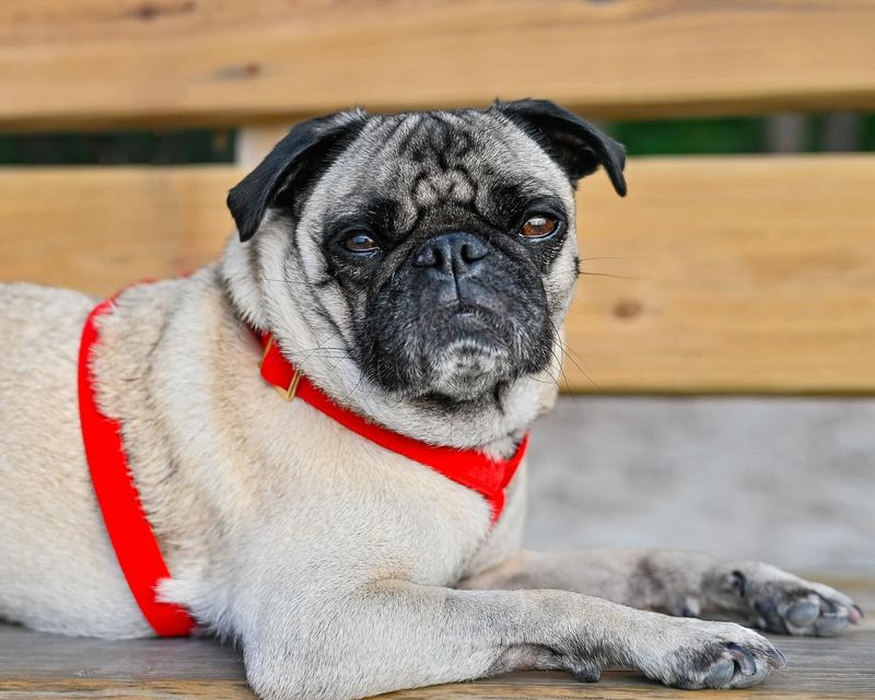 Pug