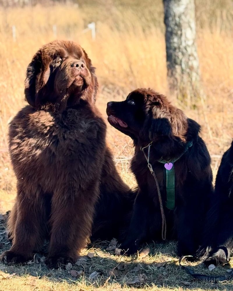 Newfoundland