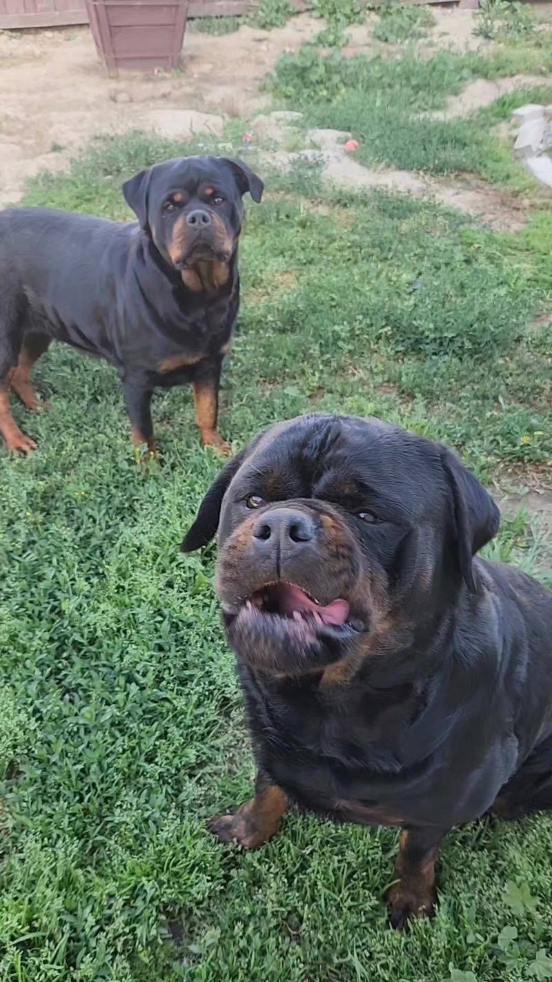 Rottweiler