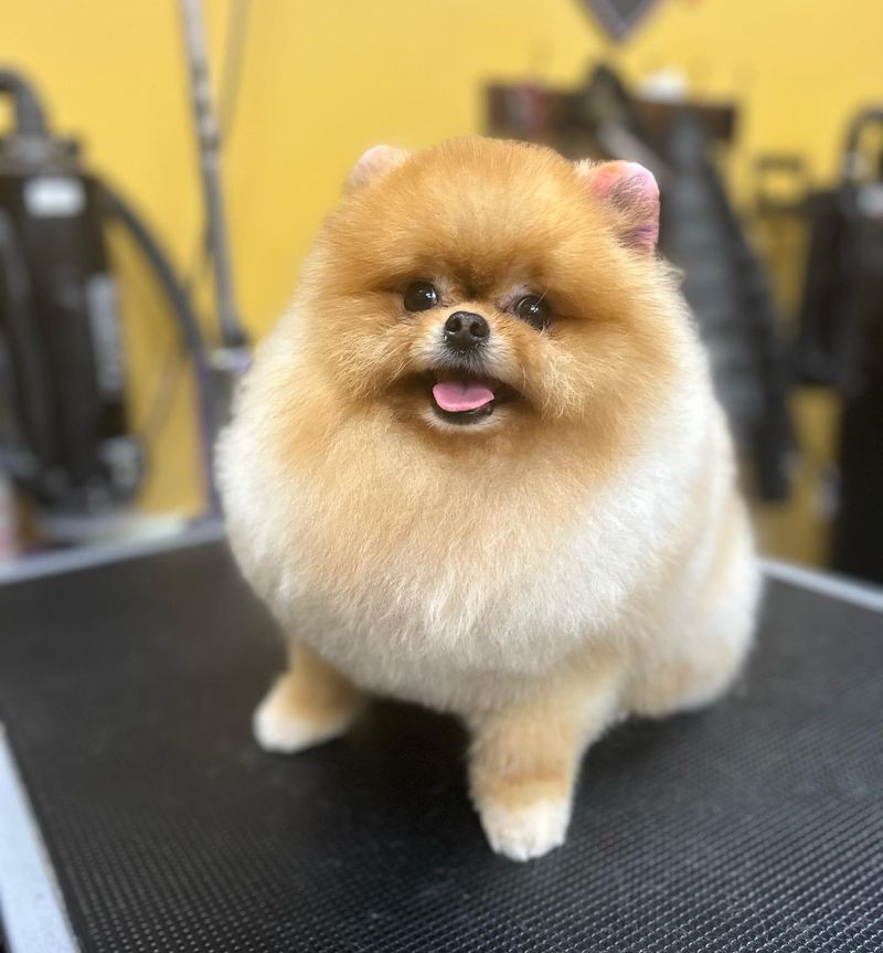 Pomeranian