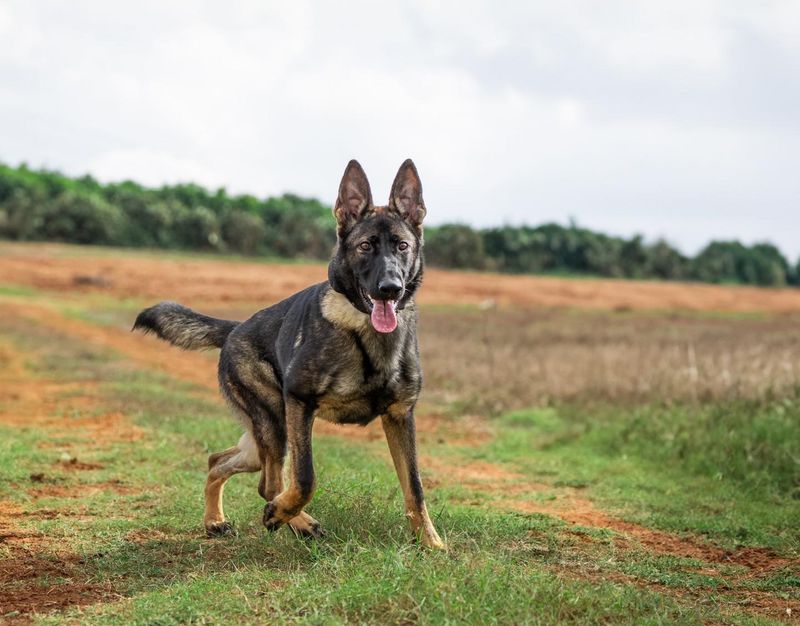 German Shepherd