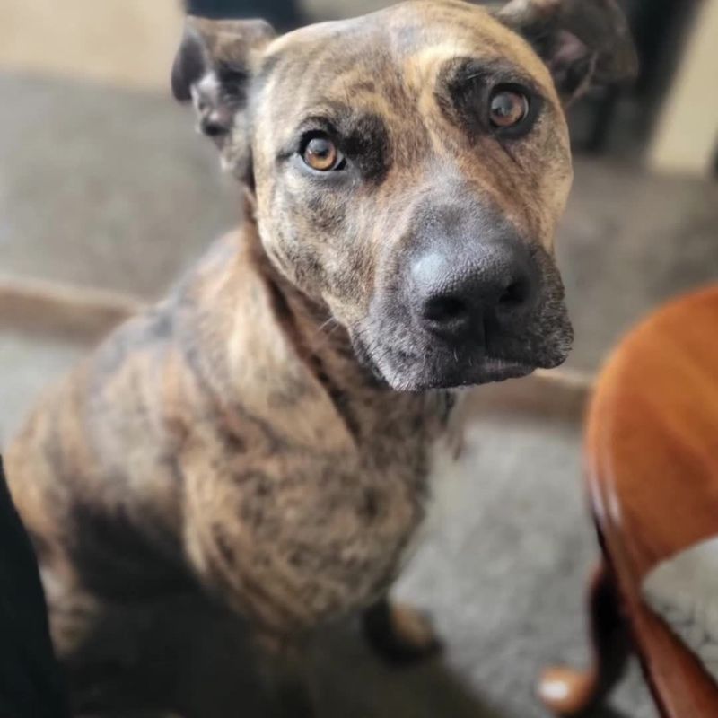 Pit Bull Terrier