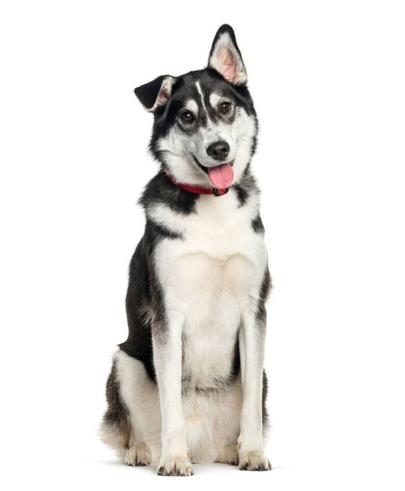 Labrador Husky