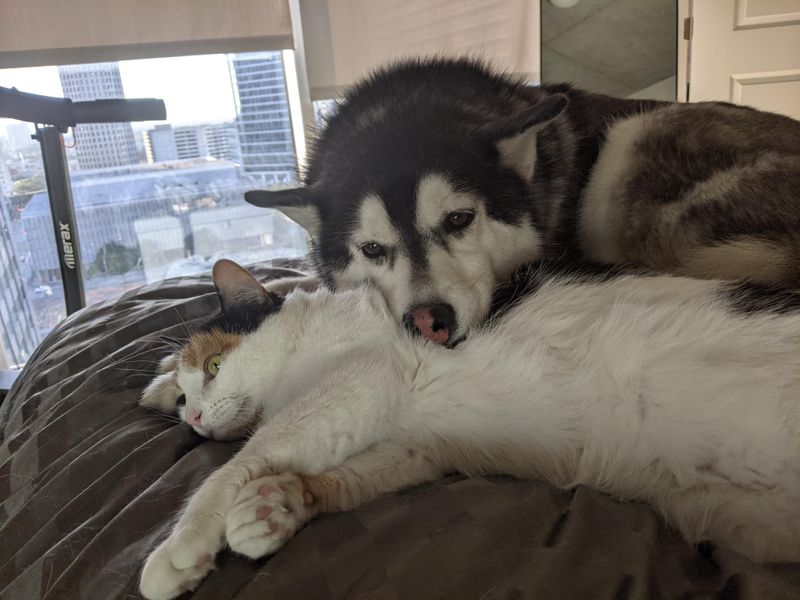 Siberian Husky