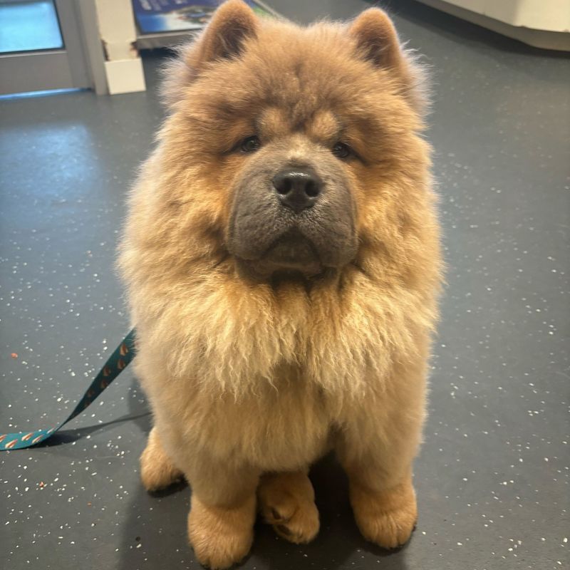 Chow Chow
