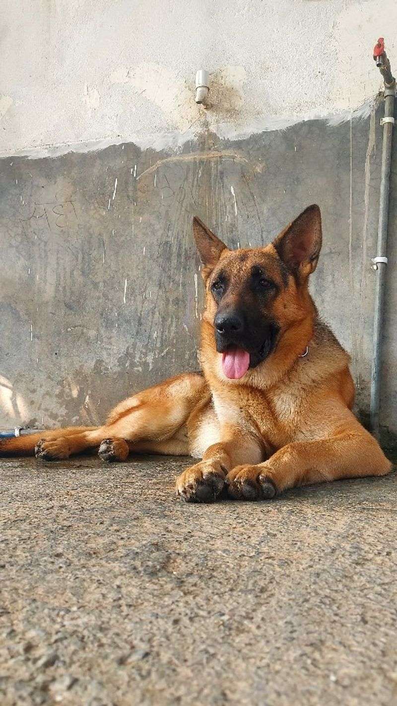 German Shepherd
