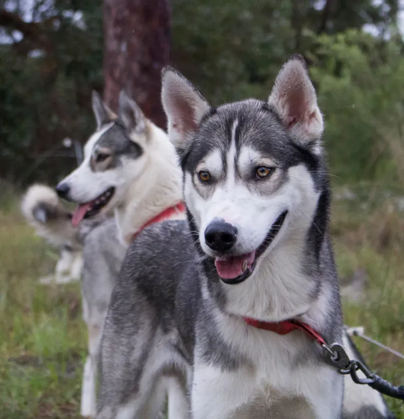 Siberian Husky