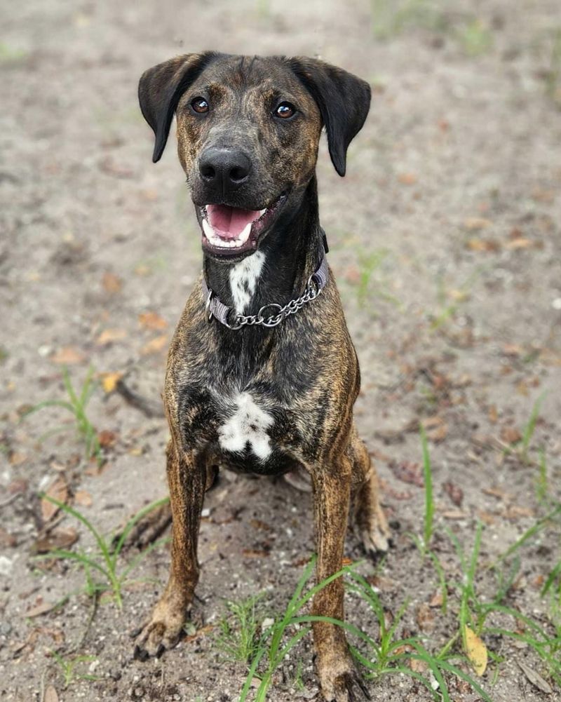 Plott Hound