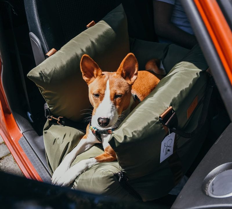 Basenji