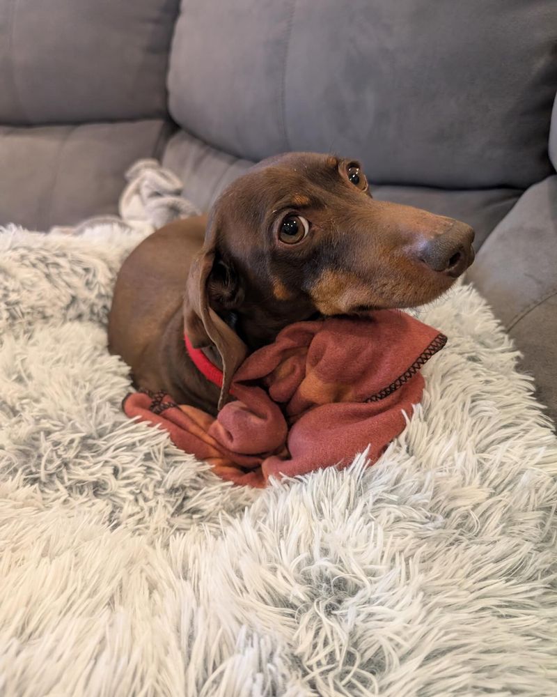 Dachshund