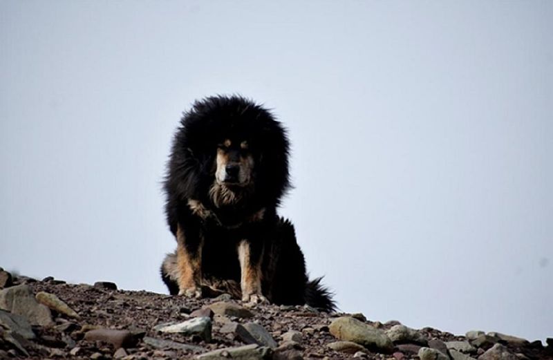 Tibetan Mastiff